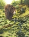 Grizzly