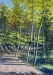Mottled Path
