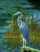 Blue Herron