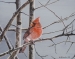 Cardinal