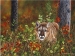 Cougar