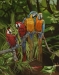 Parrots