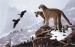 High Country Courting