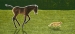 Kitty Cornering