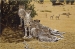 Masi Mara Magic