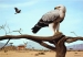 Samburu Spledour