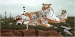 Tiger pause