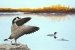 Wetland Wonders