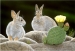 Bunny Buddies