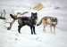 Dawn Of The Hunters