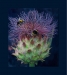 Thistle Down The Wind