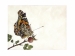 Madame Butterfly