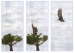 Taking Flight