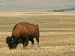 Bison