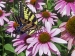 Swollowtail