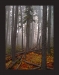 Timber Ghosts