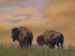 Two Bison
